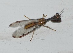 Dicromantispa interrupta