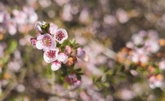 Leptospermum