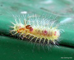 Lymantriinae