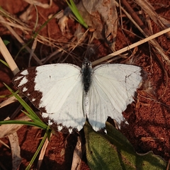 Belenois creona severina