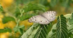 Junonia atlites