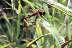 Sympetrum costiferum