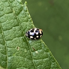 Propylea quatuordecimpunctata