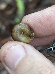 Bradybaena similaris