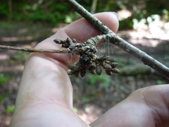 Eriophyes betulae