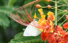 Catopsilia pomona