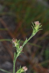Liatris tenuis