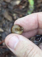Bradybaena similaris