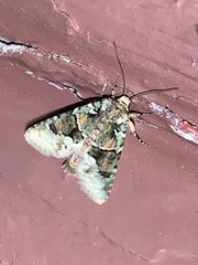 Lacinipolia explicata