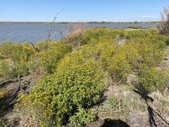 Flaveria campestris