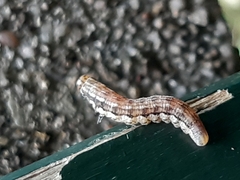Tenthredinoidea