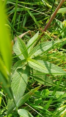 Stachys palustris