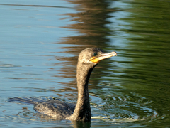 Nannopterum brasilianum