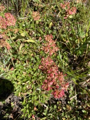 Eriogonum umbellatum