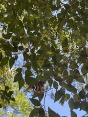 Carpinus turczaninovii