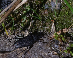 Stictoleptura canadensis