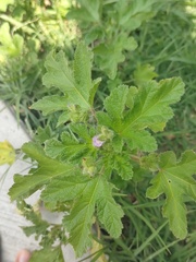 Fuertesimalva limensis