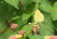 Eurema hecabe