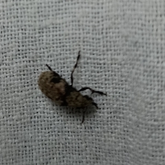 Euparius