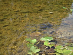 Nerodia sipedon pleuralis