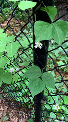 Amphicarpaea bracteata