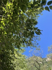 Carpinus turczaninovii