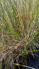 Ranunculus flammula