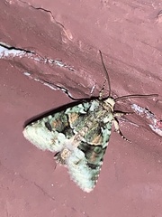 Lacinipolia explicata