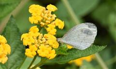Leptosia nina