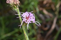 Liatris tenuis
