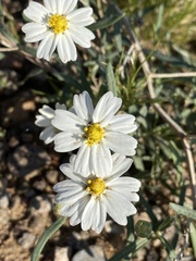 Melampodium leucanthum