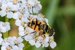 Myathropa florea