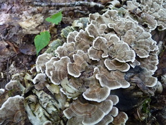 Trametes versicolor