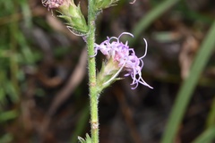 Liatris tenuis
