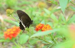 Papilio polytes