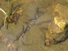 Nerodia sipedon pleuralis