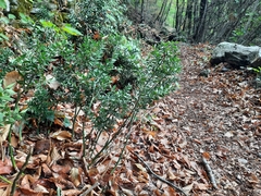 Ruscus aculeatus