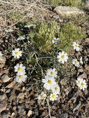 Melampodium leucanthum
