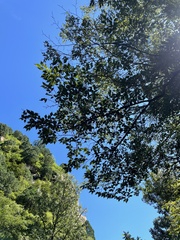 Carpinus turczaninovii