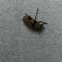Euparius