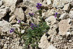 Linaria alpina