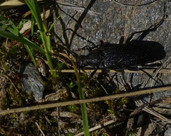 Stictoleptura canadensis