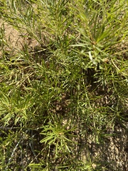 Stillingia texana