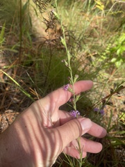 Liatris tenuis