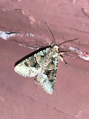 Lacinipolia explicata