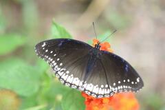 Hypolimnas bolina