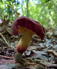 Suillellus queletii