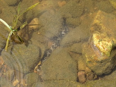 Nerodia sipedon pleuralis