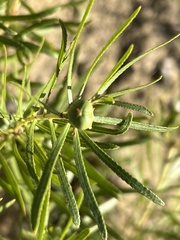 Stillingia texana