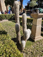 Oreocereus celsianus